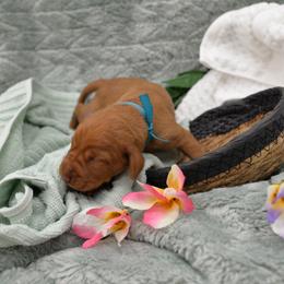 Mr Light Blue - Golden rust male Vizsla puppy in Lexington, Kentucky from Summit Vizsla (we can deliver to you)