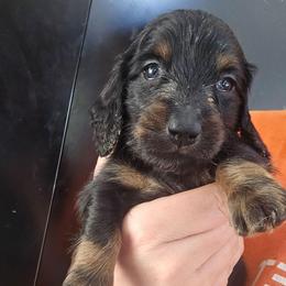 Skipper - Black and tan male Dachshund puppy in Bigfork, Minnesota from Long Ears and Long Dogs Ranch
