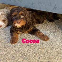 Australian Labradoodle Puppies from Sweet Home Labradoodles
