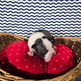 Amy - Black and white female Boston Terrier puppy in Millers Creek, North Carolina from Tumbling Shoals Hilltop Bostons