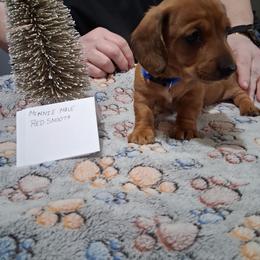 M M 1 - Red male Dachshund puppy in Penn Run, Pennsylvania from Shannon’s Dachshunds