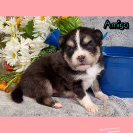 Girl 5 - Pomsky puppy in Springfield, Illinois from Rosehill Pomskies