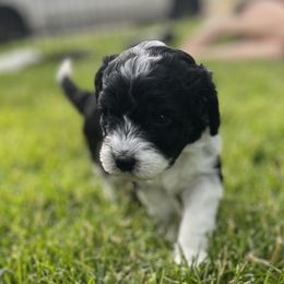 Sheepadoodle Puppies from Downriver Doodles