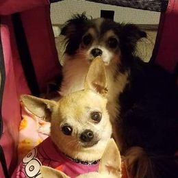 Chihuahuas from Jackie's Chihuahuas