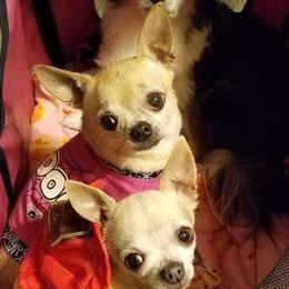 Chihuahuas from Jackie's Chihuahuas