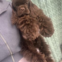 Snickers (Green) - Brown male Cocker Spaniel puppy in Glastonbury, Connecticut from Hillside kennels