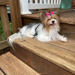 Bubbles - Biewer Terrier