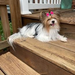 Bubbles - Biewer Terrier