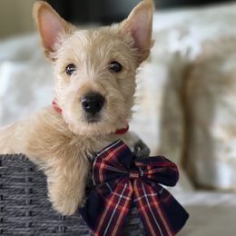 Wheaten Male - Wheaten male Scottish Terrier puppy in Eva, Alabama from Schulte's  Scottish Terriers