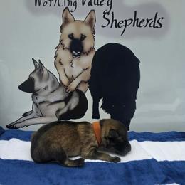 Orange Collar - Sable female German Shepherd puppy in Cadet, Missouri from Working Valley Shepherds