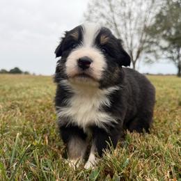 Sweet Girl 5-Black Tri - Black tri-color female Australian Shepherd puppy in Mayfield, Kentucky from Hamilton Farms