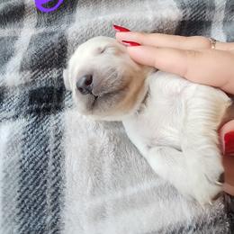 Purple - Golden female Golden Retriever puppy in Lucasville, Ohio from Halo Kennels