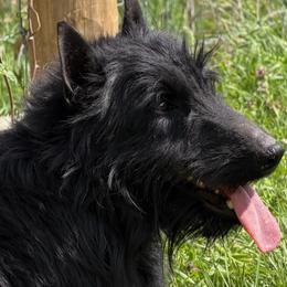 Jax - Scottish Terrier