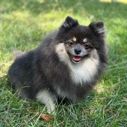 Kelpie - Blue and tan female Pomeranian puppy in Kosciusko, Mississippi from Prancing Poms