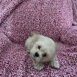 Shihpoo and Shih Tzu Puppies from Oodles of Poodles & Doodles