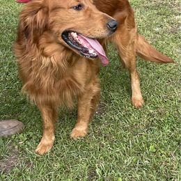 Stryker - Golden Retriever