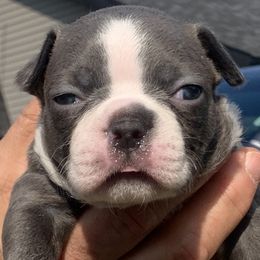 Pea - Brindle and white Boston Terrier puppy in Elkview, West Virginia from Almost Heaven Boston Terriers