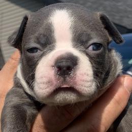 Pea - Brindle and white Boston Terrier puppy in Elkview, West Virginia from Almost Heaven Boston Terriers