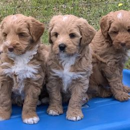 Australian Labradoodle Puppies from Integrity Labradoodles
