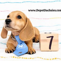 Frank Short Hair Shaded Cream - Cream male Dachshund puppy in South Easton, Massachusetts from Depot Dachsies