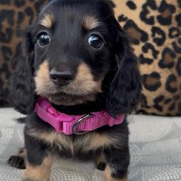 Licorice - Black and cream female Dachshund puppy in Barbourville, Kentucky from The Bossy Doxie Farm