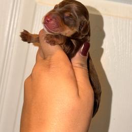 Luigi - Chocolate and tan male Dachshund puppy in Conway, Missouri from Ozark Mountain Kennel