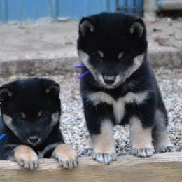 Shiba Inu and Yorkshire Terrier Puppies from Royal Kennels