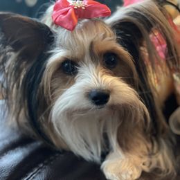 Eva May Devola Slingluff - Biewer Terrier