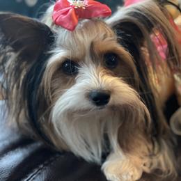 Eva May Devola Slingluff - Biewer Terrier