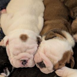 Bulldog Puppies from Shirley EB