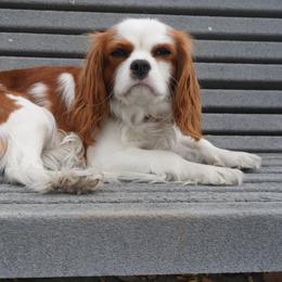 Rosie - Cavalier King Charles Spaniel