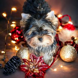 Yorkshire Terrier Puppies from Essence of Grace Yorkies