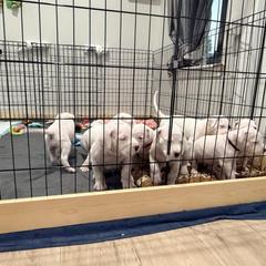 Dogo Argentino Puppies from Casa de la Bahia
