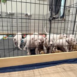 Dogo Argentino Puppies from Casa de la Bahia