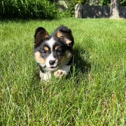 American Corgi and Pembroke Welsh Corgi Puppies from Tambali Corgis