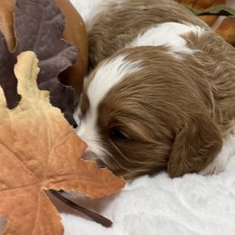Australian Labradoodle, Bernedoodle, Cavapoo, and Poodle Puppies from Walk with Me Doodles