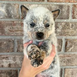 Boy 5 - Blue male Australian Cattle Dog puppy in Irvington, Kentucky from Dry Valley’s Australian Cattle Dogs