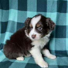 Leo - Red tri male Miniature Australian Shepherd puppy in Hokes Bluff, Alabama from Alegria Toy Aussies