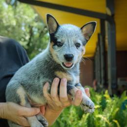 -Girl 3 - Red mottled female Australian Cattle Dog puppy in Kaufman, Texas from Emberwick Ranch