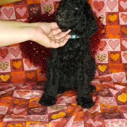 Aussiedoodle and Poodle Puppies from Waterford Doodle Farm