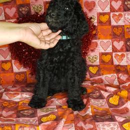 Aussiedoodle and Poodle Puppies from Waterford Doodle Farm