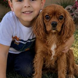 Ruby - Cavapoo