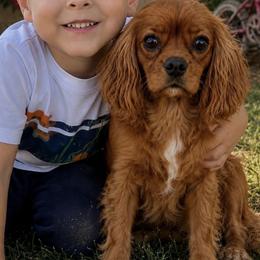 Ruby - Cavapoo