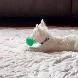 West Highland White Terrier Puppies from Must Love Westie Dogs