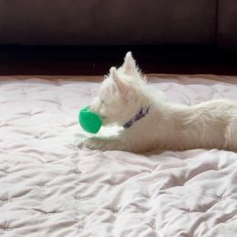 West Highland White Terrier Puppies from Must Love Westie Dogs