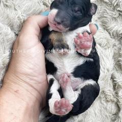 Bernedoodle and Bordoodle Puppies from Divine Doodles