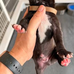 Scooby - Black male Great Dane puppy in Plano, Texas from Blue Thunder Danes