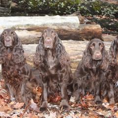 Field Spaniel All Grown Up from Catera Field Spaniels