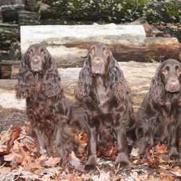 Field Spaniel All Grown Up from Catera Field Spaniels