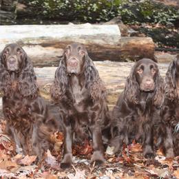 Field Spaniel All Grown Up from Catera Field Spaniels